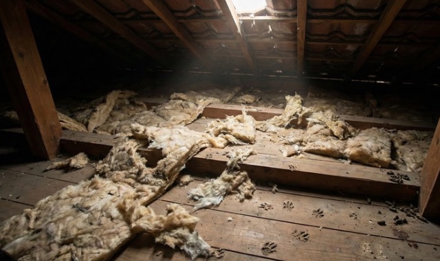 屋根裏で断熱材がボロボロに荒らされ、ハクビシンやイタチの糞尿や足跡が残っている被害状況の実例写真