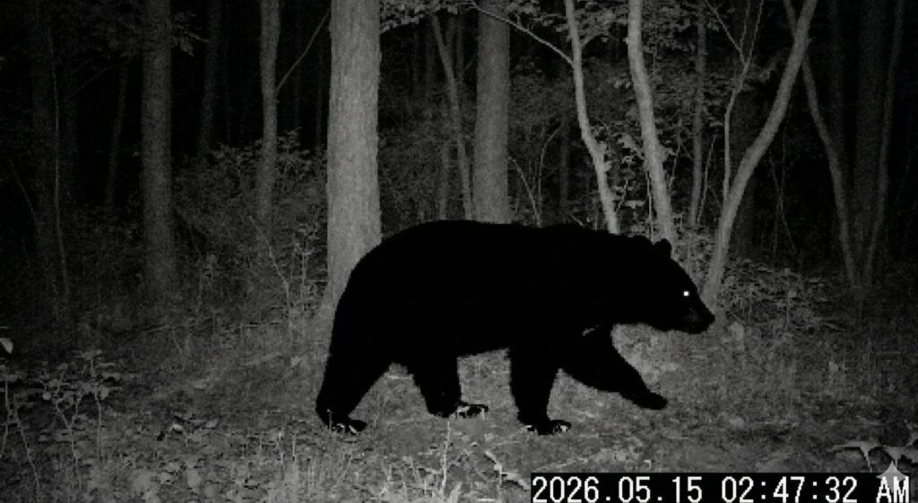 2026年に茨城県北部の森に設置されたトレイルカメラが夜間に捉えた、ツキノワグマの鮮明な映像。